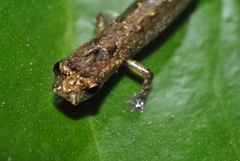 Cryptotriton nasalis