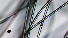 Pseudobombax ellipticum