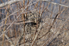 Cistothorus stellaris