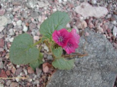 Phacelia calthifolia