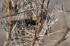 Cistothorus stellaris