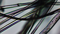 Pseudobombax ellipticum