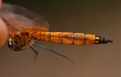 Trithemis selika