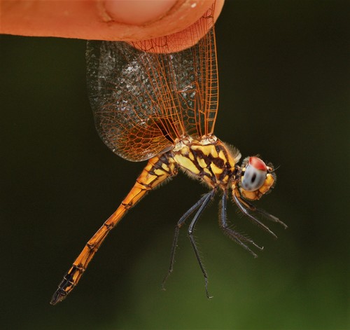 Madagascan Crimson Dropwing