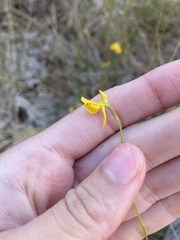 Utricularia cornuta