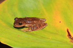 Ptychohyla hypomykter