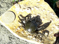 Taliepus dentatus