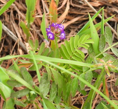 Astragalus nuttallianus