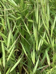 Bromus lanceolatus