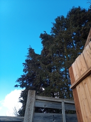 Chamaecyparis lawsoniana