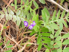 Astragalus nuttallianus