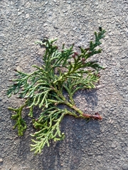 Chamaecyparis lawsoniana