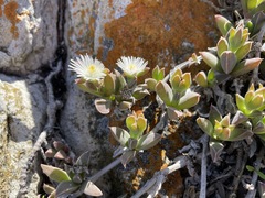 Delosperma guthriei