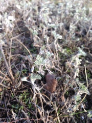 Artemisia austriaca