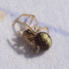 Neottiura bimaculata