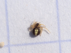 Neottiura bimaculata