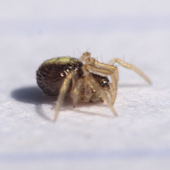 Neottiura bimaculata