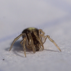 Neottiura bimaculata