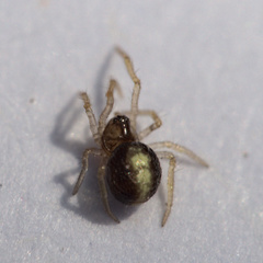 Neottiura bimaculata