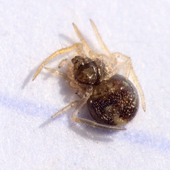 Neottiura bimaculata