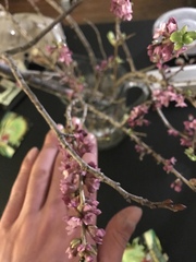 Daphne mezereum