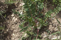 Astragalus sewertzowii