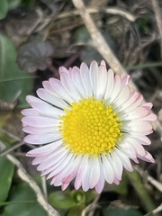 Bellis perennis