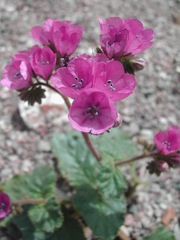 Phacelia calthifolia