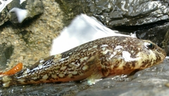 Chilean Clingfish photo 4