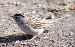 Zonotrichia leucophrys