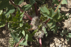 Astragalus sewertzowii