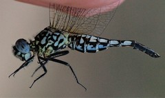 Acisoma attenboroughi