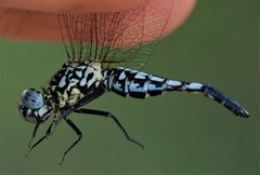 Acisoma attenboroughi