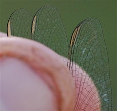 Acisoma attenboroughi