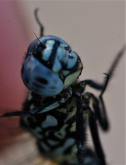 Acisoma attenboroughi