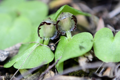 Corybas limpidus