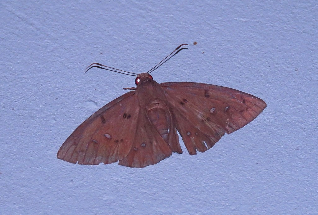 Subtle Scarlet-eye