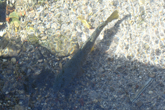 Salmo trutta
