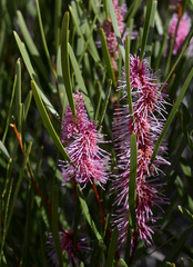 Hakea multilineata