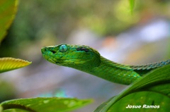 Bothriechis guifarroi