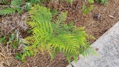 Pteridium caudatum
