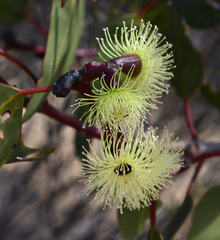 Eucalyptus grossa