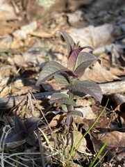 Monarda bradburiana