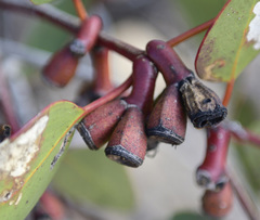 Eucalyptus grossa