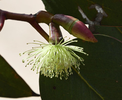 Eucalyptus grossa