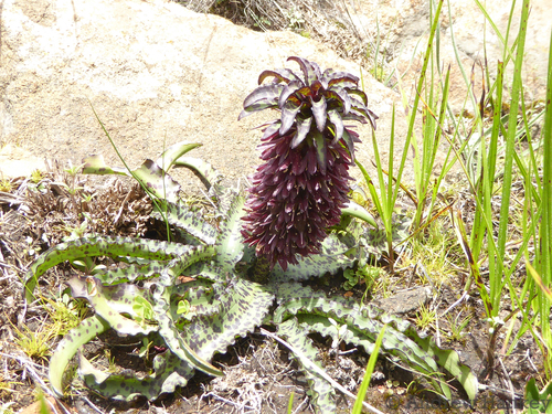 Eucomis vandermerwei