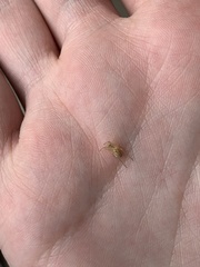 Larinia borealis
