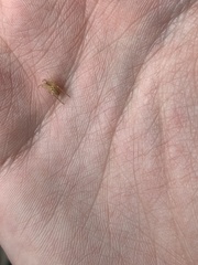 Larinia borealis