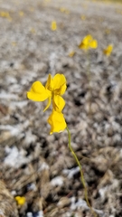 Utricularia cornuta image