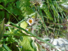 Alkanna corcyrensis